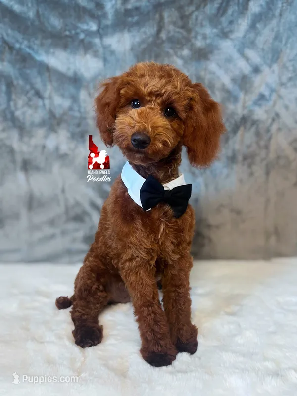 Graham, Red Small Mini Poodle Boy ~ Breeder or Pet – Poodle - Miniature  puppy for sale in Rigby, ID