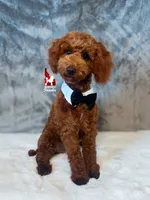 Graham, Red Small Mini Poodle Boy ~ Breeder or Pet, a male Poodle - Miniature  for sale in Rigby, ID – 1 of 10
