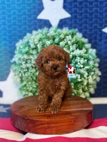 Marigold, Dark Red Toy Poodle Girl ~ Pet, a female Poodle - Toy  for sale in Rigby, ID – 2 of 3