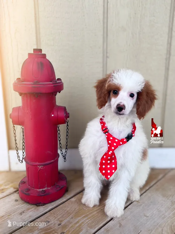 Mushu, Red Parti Mini Poodle Boy ~ Pet – Poodle - Miniature  puppy for sale in Rigby, ID