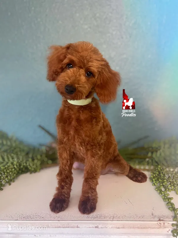 Graham, Red Small Mini Poodle Boy ~ Breeder or Pet – Poodle - Miniature  puppy for sale in Rigby, ID
