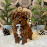 Oliver 💎🐩, a male Poodle - Miniature  for sale in Rigby, ID – Photo 4 of 4
