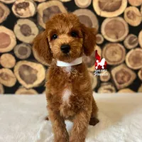 Oliver 💎🐩, a male Poodle - Miniature  for sale in Rigby, ID – Photo 2 of 4