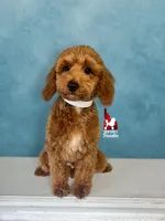 Oliver 💎🐩, a male Poodle - Miniature  for sale in Rigby, ID – Photo 1 of 4