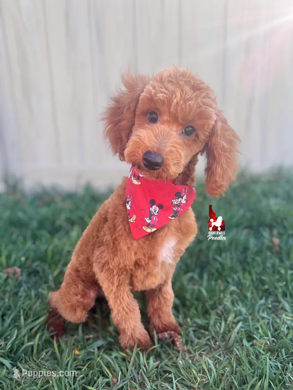 Oliver 💎🐩 – Poodle - Miniature  puppy for sale in Rigby, ID
