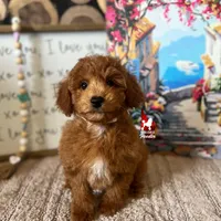 Oliver 💎🐩, a male Poodle - Miniature  for sale in Rigby, ID – Photo 3 of 4