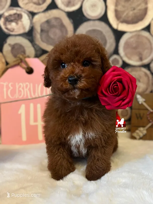 💎🐩Cody the Poodle