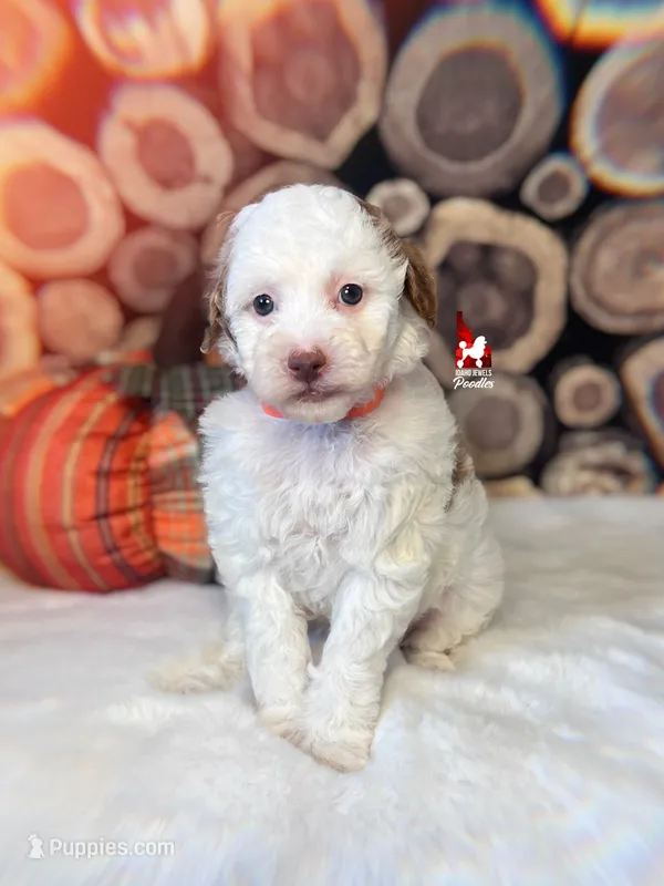 Nutmeg, Red Parti Large Mini Poodle Girl ~ Breeder or Pet – Poodle - Miniature  puppy for sale in Rigby, ID