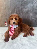 Flash, Red w/ White Mini Poodle Boy ~ Pet, a male Poodle - Miniature  for sale in Rigby, ID – 3 of 9