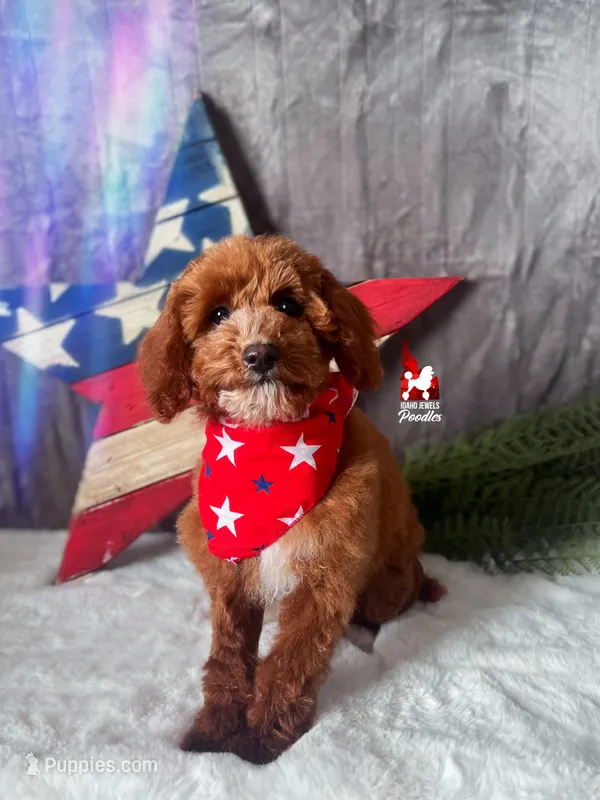 Lincoln, Red w/ White Small Mini Poodle Boy ~ Pet – Poodle - Miniature  puppy for sale in Rigby, ID