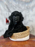 🧸Teddybear, Black Large Mini/Small Moyen Boy ~ Pet, a male Poodle - Miniature  for sale in Rigby, ID – 1 of 4