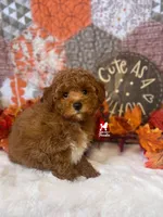 Austen, Red w/ White Mini Poodle Boy ~ Pet, a male Poodle - Miniature  for sale in Rigby, ID – 2 of 4