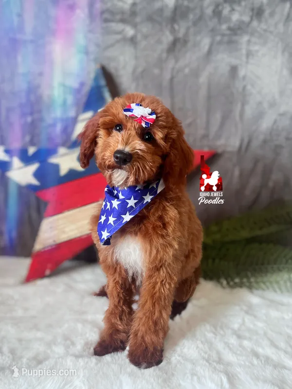 Brooklyn, Red w/ White Mini Poodle Girl ~ Pet – Poodle - Miniature  puppy for sale in Rigby, ID