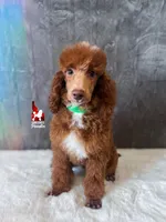 Tommy 💚🪄Red & Brown Phantom, a male Poodle - Miniature  for sale in Rigby, ID – Photo 2 of 8