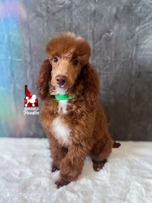 Tommy 💚🪄Red & Brown Phantom – Poodle - Miniature  puppy for sale in Rigby, ID