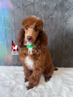 Tommy 💚🪄Red & Brown Phantom, a male Poodle - Miniature  for sale in Rigby, ID – Photo 1 of 8