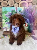 Tommy 💚🪄Red & Brown Phantom, a male Poodle - Miniature  for sale in Rigby, ID – Photo 2 of 5