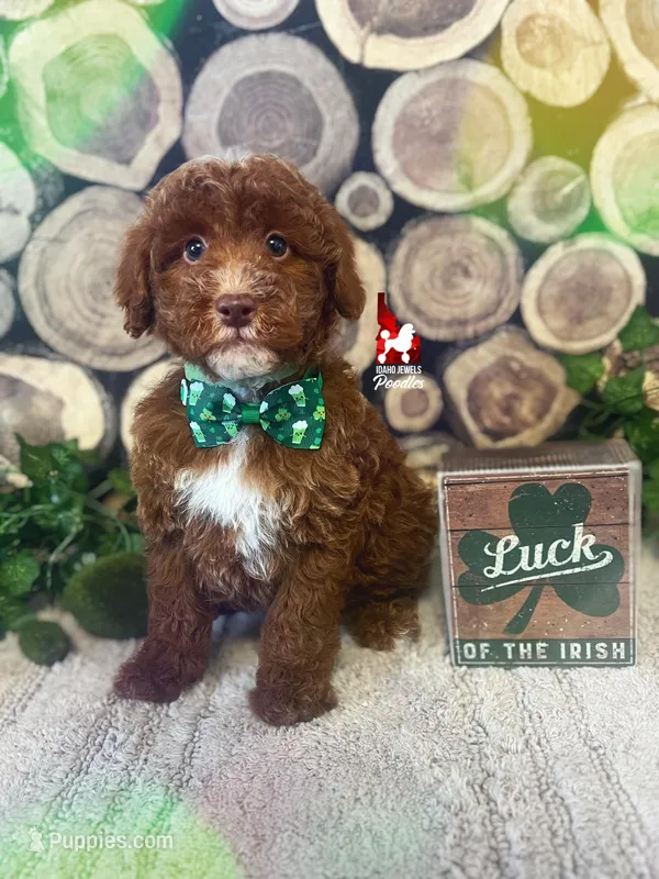 Tommy 💚🪄Red & Brown Phantom – Poodle - Miniature  puppy for sale in Rigby, ID