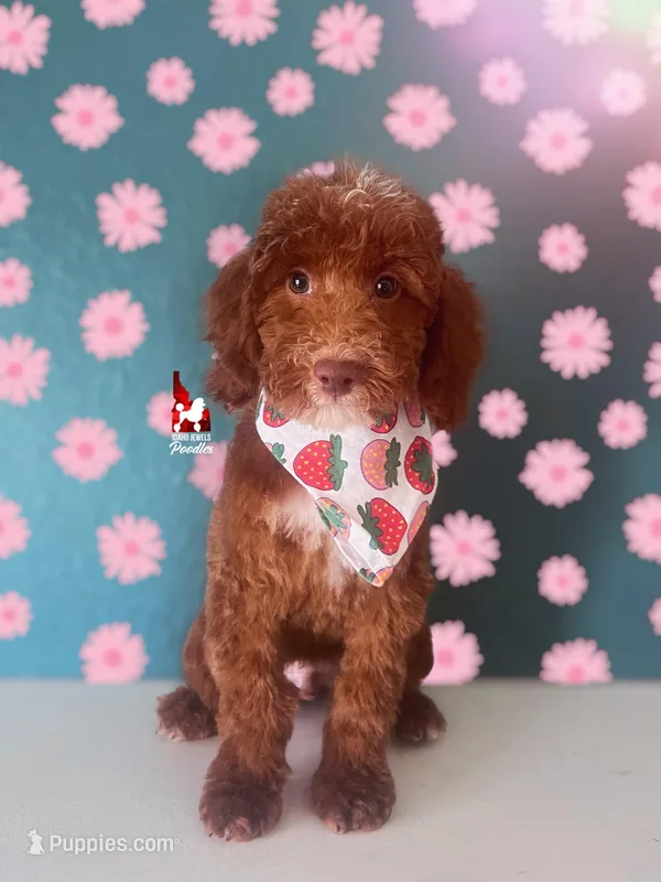 Tommy 💚🪄Red & Brown Phantom – Poodle - Miniature  puppy for sale in Rigby, ID