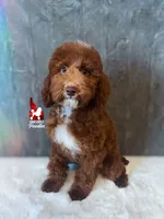 Tommy 💚🪄Red & Brown Phantom, a male Poodle - Miniature  for sale in Rigby, ID – Photo 3 of 8