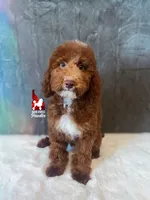 Tommy 💚🪄Red & Brown Phantom, a male Poodle - Miniature  for sale in Rigby, ID – Photo 4 of 8