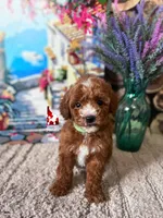 Florence the Red w/ White Markings Mini Poodle Girl ~ Pet, a female Poodle - Miniature  for sale in Rigby, ID – Photo 3 of 3