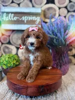 Florence the Red w/ White Markings Mini Poodle Girl ~ Pet, a female Poodle - Miniature  for sale in Rigby, ID – Photo 2 of 3