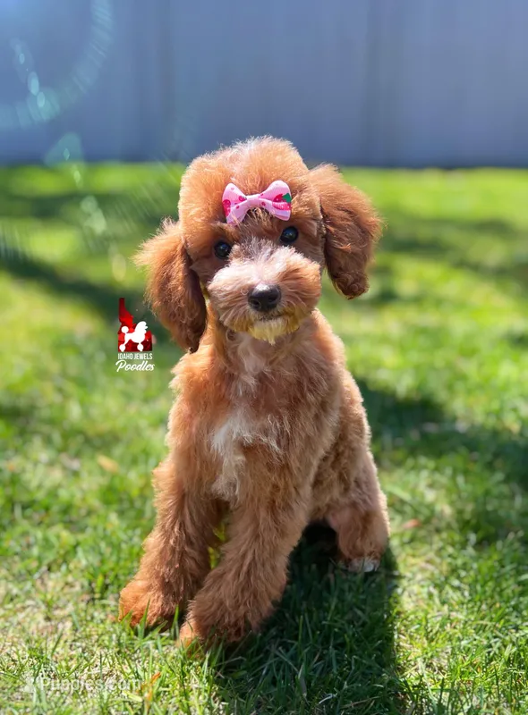 Florence the Red w/ White Markings Mini Poodle Girl ~ Pet – Poodle - Miniature  puppy for sale in Rigby, ID