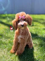 Florence the Red w/ White Markings Mini Poodle Girl ~ Pet, a female Poodle - Miniature  for sale in Rigby, ID – 2 of 5