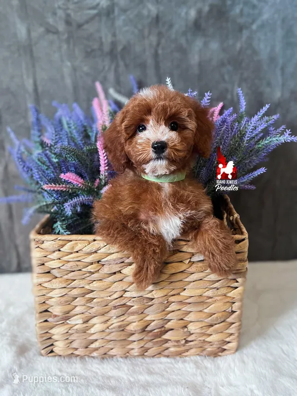 Florence the Red w/ White Markings Mini Poodle Girl ~ Pet – Poodle - Miniature  puppy for sale in Rigby, ID