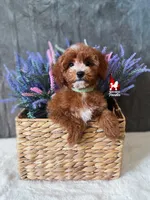 Florence the Red w/ White Markings Mini Poodle Girl ~ Pet, a female Poodle - Miniature  for sale in Rigby, ID – Photo 1 of 3