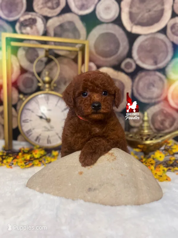 Simba, Red Large Toy Poodle Boy ~ Breeder or Pet – Poodle - Toy  puppy for sale in Rigby, ID