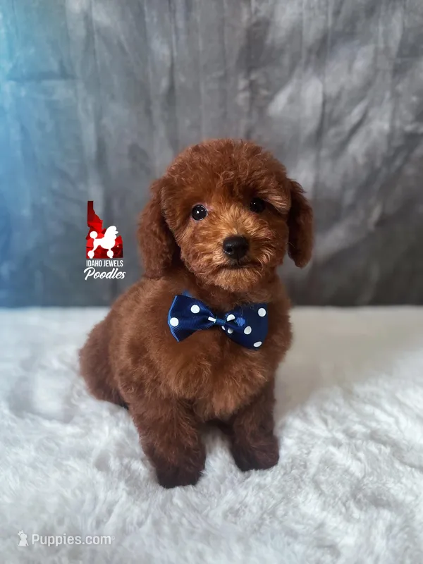 Balto the Sweet Dark Red Toy Poodle Boy ~ Pet – Poodle - Toy  puppy for sale in Rigby, ID