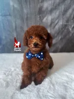 Balto the Sweet Dark Red Toy Poodle Boy ~ Pet, a male Poodle - Toy  for sale in Rigby, ID – Photo 3 of 7