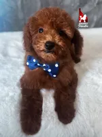 Balto the Sweet Dark Red Toy Poodle Boy ~ Pet, a male Poodle - Toy  for sale in Rigby, ID – Photo 2 of 7