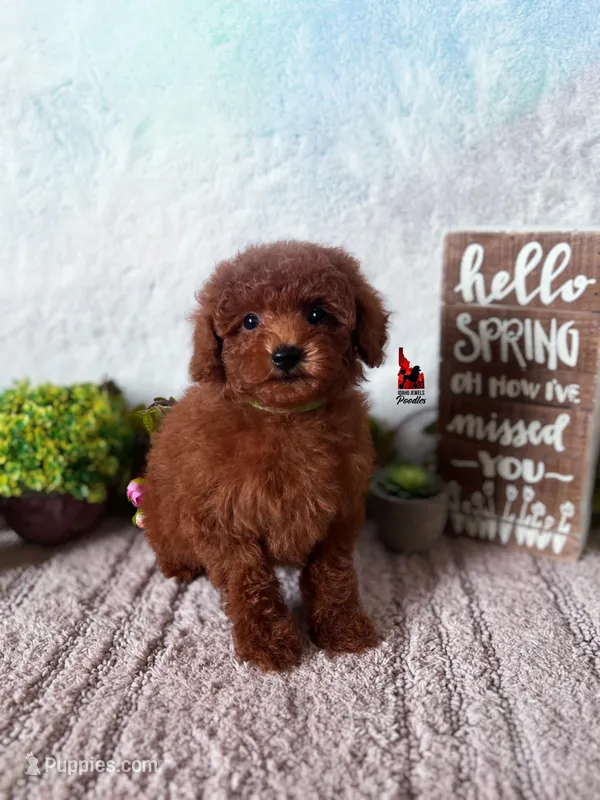Balto, Red Toy Poodle Boy Pet – Poodle - Toy  puppy for sale in Rigby, ID