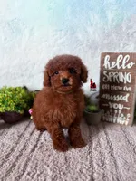 Balto, Red Toy Poodle Boy Pet, a male Poodle - Toy  for sale in Rigby, ID – Photo 1 of 4