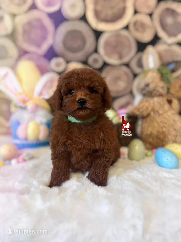 Balto, Red Toy Poodle Boy Pet – Poodle - Toy  puppy for sale in Rigby, ID