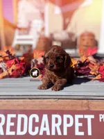 Chex, Red F1 Cavapoo Boy ~ Breeder or Pet, a male Cavalier King Charles Spaniel and Poodle - Miniature  for sale in Rigby, ID – 2 of 8