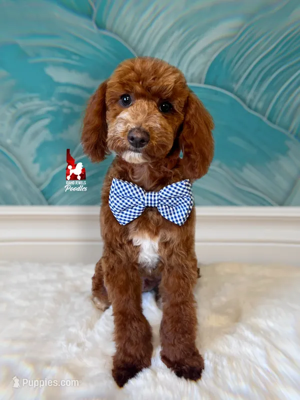 Lincoln, Red w/ White Mini Poodle Boy ~ Pet – Poodle - Miniature  puppy for sale in Rigby, ID