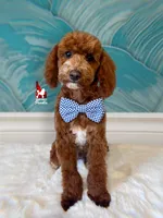 Lincoln, Red w/ White Mini Poodle Boy ~ Pet, a male Poodle - Miniature  for sale in Rigby, ID – 1 of 5