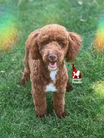 Tommy 💚🪄Red Small Moyen, a male Poodle - Standard  for sale in Rigby, ID – 3 of 10