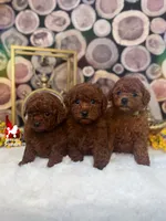Simba, Red Large Toy Poodle Boy ~ Breeder or Pet, a male Poodle - Toy  for sale in Rigby, ID – 3 of 3