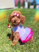 Mist, Red Toy Poodle Girl ~ Pet, a female Poodle - Toy  for sale in Rigby, ID – 1 of 9