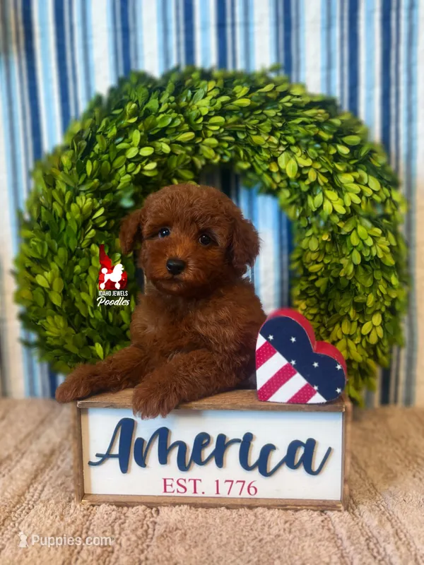 Asher, Red Mini Poodle Boy ~ Breeder or Pet – Poodle - Miniature  puppy for sale in Rigby, ID