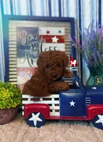 🍾Juniper, Red Toy Poodle Girl ~ Pet, a female Poodle - Toy  for sale in Rigby, ID – 2 of 3