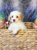 Faye, Red/Apricot Parti Mini Poodle Girl ~ Pet, a female Poodle - Miniature  for sale in Rigby, ID – 2 of 6