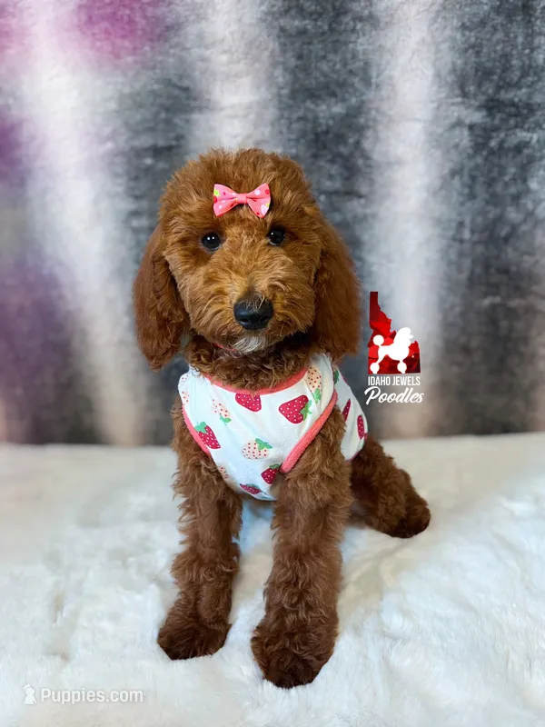 💯Audrey, Red Mini Poodle Girl ~ Pet – Poodle - Miniature  puppy for sale in Rigby, ID