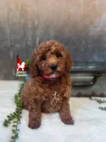 Audrey, Red Mini Poodle Girl ~ Pet, a female Poodle - Miniature  for sale in Rigby, ID – 2 of 4