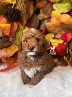 Rolo, Red w/ White Mini Poodle Boy ~ Breeder or Pet, a male Poodle - Miniature  for sale in Rigby, ID – 2 of 3